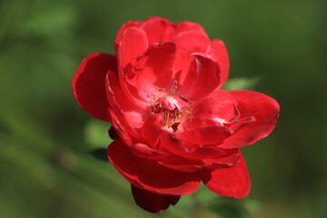 Red rose with water drop and green background