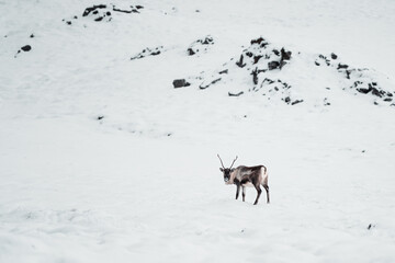 Reindeer in the polar snowy place,Iceland