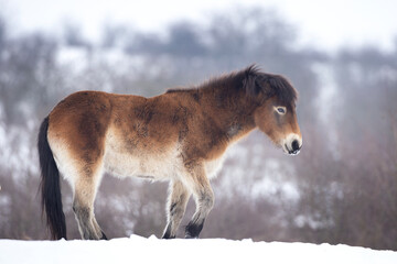 Wild horse hides in the bushes. Horse during winter time. European nature. Protected animals in people care