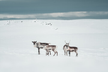  Group of Reindeer in the wild and frozen nature surrounded by snow ,Iceland