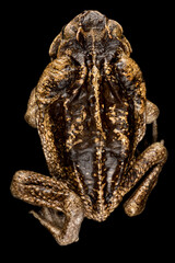 Giant Cane toad (Rhinella marina)