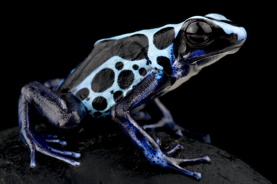 Dyeing poison dart frog (Dendrobates tinctorius) True Sipaliwini