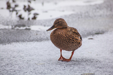 duck in snow