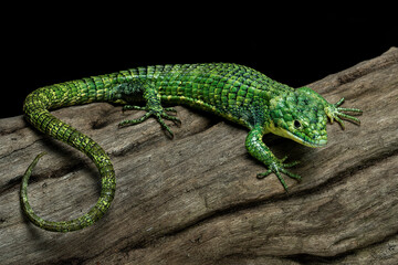The Mexican Alligator Lizard (Abronia graminea), or Green Arboreal Alligator Lizard, or Terrestrial Arboreal Alligator Lizard, is an endangered species of lizard endemic to the highlands of Mexico.