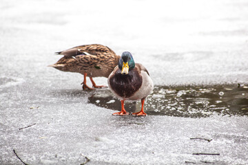 duck in snow