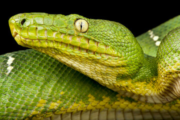 Green tree boa (Corallus caninus)