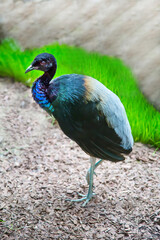 The bird is a gray-backed trumpeter (Lat. Psophia crepitans) standing on one leg against a background of green grass. Birds, ornithology, ecology.