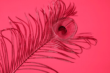 A luxurious peacock feather with a peacock's eye on a monochromatic background.  Demonstrating the colors of 2023 Viva Magenta.
