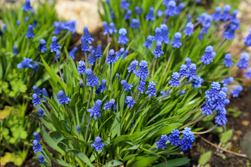 Obraz premium Armenian Muscari flowers (Lat. Muscari armeniacum) is blue in the ground on a green background. Flora plants flowers.