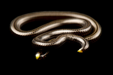 Guyana Treadsnake (Epictia tenella)