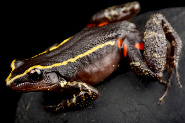 Painted Ant-nest Frog (Lithodytes lineatus)