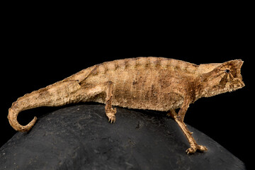 Perinet leaf chameleon (Brookesia therezieni)