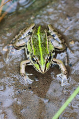 トノサマガエル