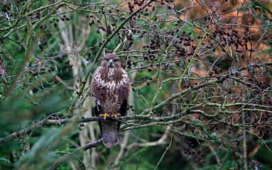 Female buzzard with its prey at a woodland site