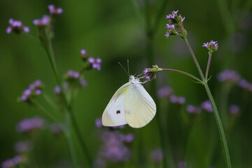 モンシロチョウ