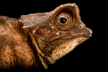 Plated leaf chameleon (Brookesia stumpffi)