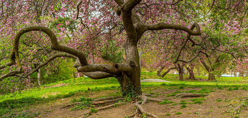 Central Park in spring