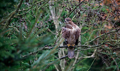 Female buzzard with its prey at a woodland site