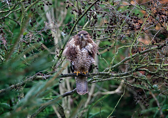 Female buzzard with its prey at a woodland site