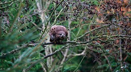 Female buzzard with its prey at a woodland site