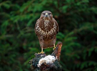 Female buzzard with its prey at a woodland site