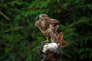 Female buzzard with its prey at a woodland site