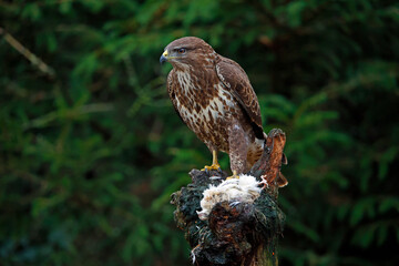 Female buzzard with its prey at a woodland site