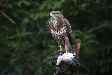 Female buzzard with its prey at a woodland site