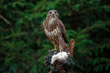 Female buzzard with its prey at a woodland site