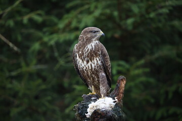 Female buzzard with its prey at a woodland site