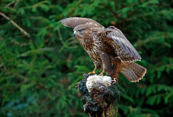 Female buzzard with its prey at a woodland site