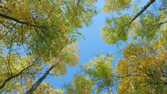 Colorful foliage in autumn forest. Beautiful autumn tree and blue sky. Changing state of nature. Wide shot.