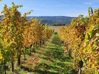 Naklejka premium vineyards in colorful autumn colors on Fruska Gora mountain 