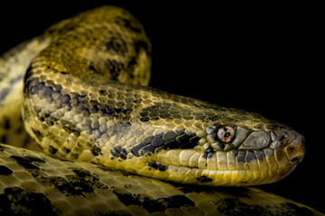 Yellow anaconda (Eunectes notaeus)