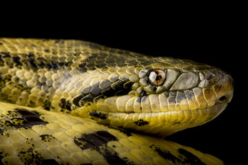 Yellow anaconda (Eunectes notaeus)