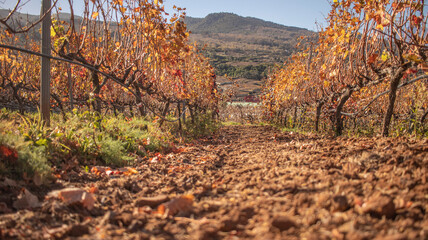 Fototapeta premium Beautiful landscape of a vineyard in autumn, the vines with their red leaves are preparing for the fall, on the island of tenerife, canary islands, spain