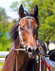 Fototapeta premium Portrait of purebred horse before race.