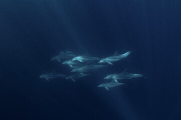 Fototapeta na wymiar Bottlenose dolphins swimming in the Indian ocean. Dolphins in the herd. Snorkeling with marine mammals.