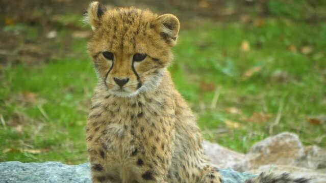 Close up shot of a cheetah baby sitting down on the ground