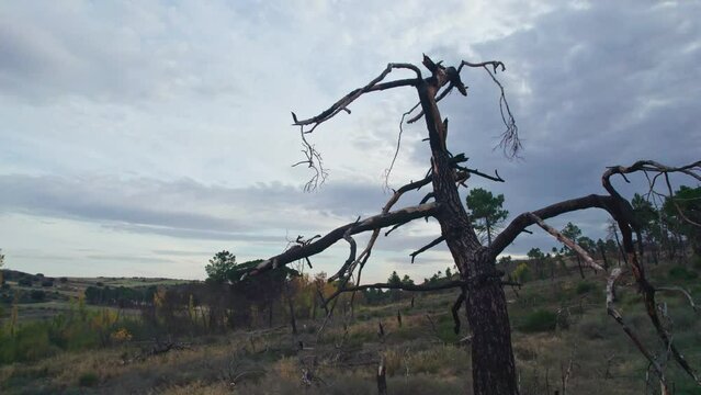 Trees felled by the storm are rotting on the mulch. Ecological disaster, dead forest.