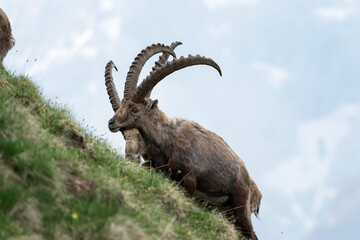 Alpine ibex in switzerland Alps. Ibex in natural habitat. Mountain goat with long horns. European nature. 