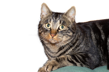 portrait of a cat, png file