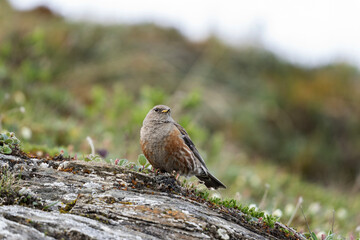 Alpine accentor on the Switzerland Alps. Accentor is sitting on the rock. Small bird with grey head and brown body on the Mountains. European nature. 