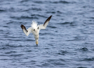Gannet dive