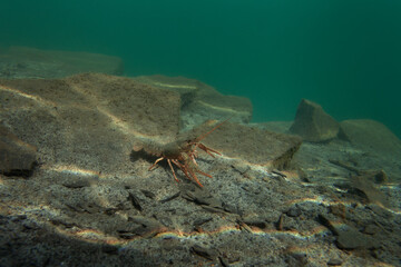 Crayfish walking on the bottom. Wildlife in the fresh lake. Underwater photography by the crayfish....