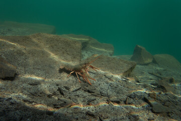 Crayfish walking on the bottom. Wildlife in the fresh lake. Underwater photography by the crayfish. European nature	