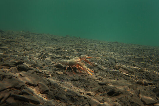 Crayfish walking on the bottom. Wildlife in the fresh lake. Underwater photography by the crayfish. European nature	