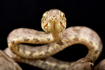 Garden tree boa (Corallus hortulana)
