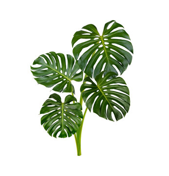 Monstera leaves isolated on transparent background (.PNG)