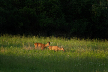 Roe deer on the meadow. Deer during rutting time. European natural. 